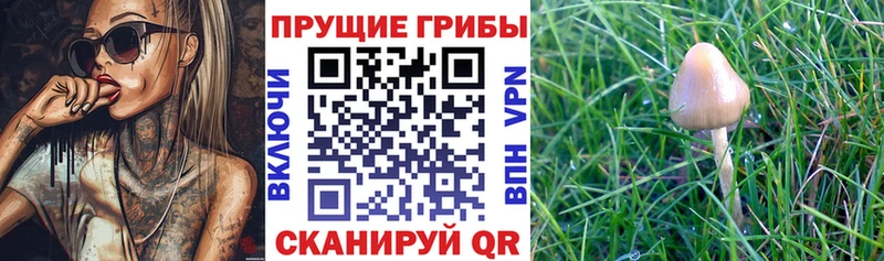 Псилоцибиновые грибы Psilocybe Раменское